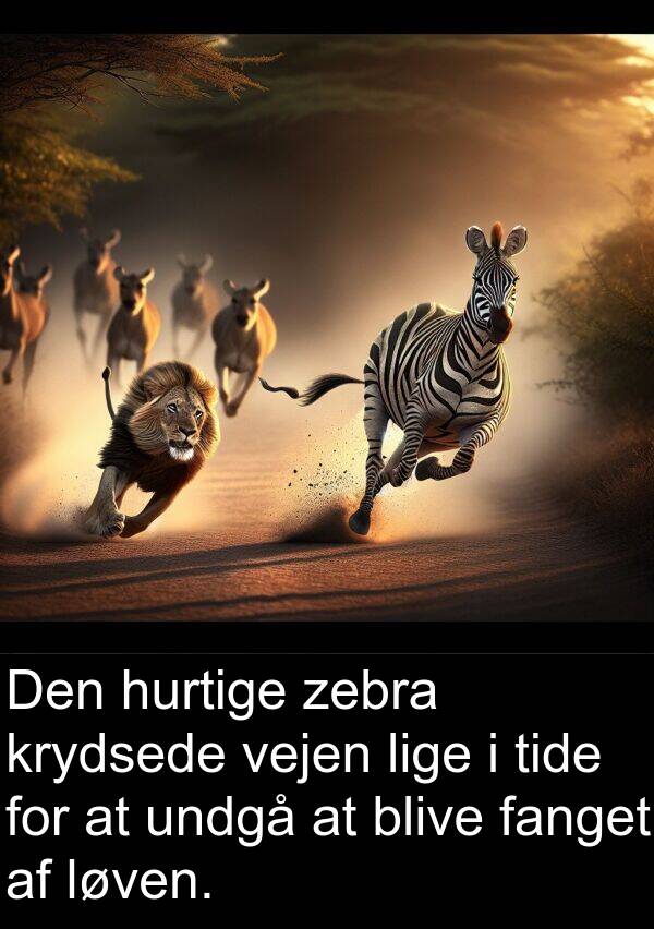 krydsede: Den hurtige zebra krydsede vejen lige i tide for at undgå at blive fanget af løven.