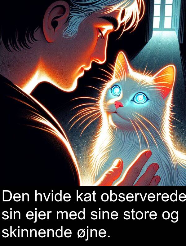 kat: Den hvide kat observerede sin ejer med sine store og skinnende øjne.