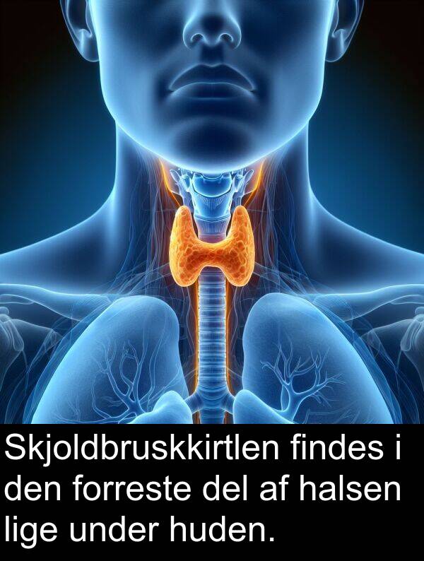 halsen: Skjoldbruskkirtlen findes i den forreste del af halsen lige under huden.