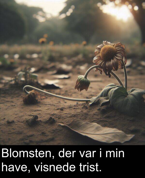 min: Blomsten, der var i min have, visnede trist.