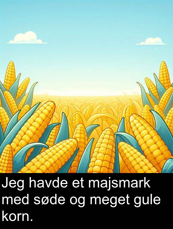 korn: Jeg havde et majsmark med søde og meget gule korn.