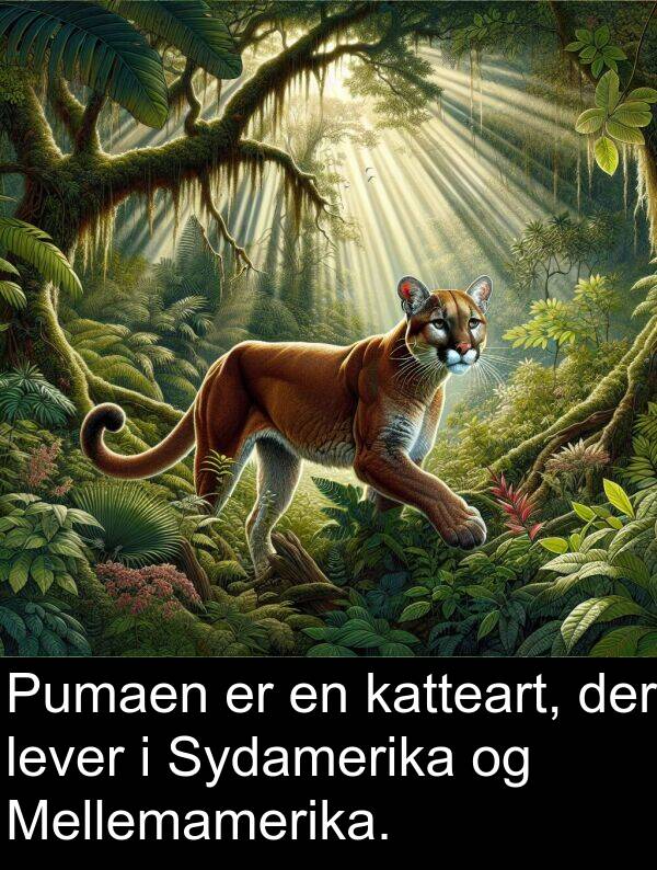 katteart: Pumaen er en katteart, der lever i Sydamerika og Mellemamerika.