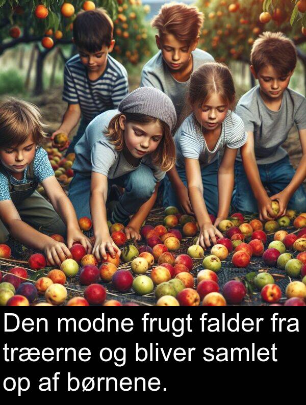modne: Den modne frugt falder fra træerne og bliver samlet op af børnene.