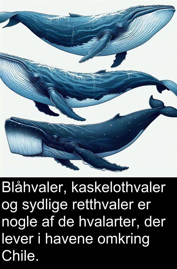 kaskelothvaler: Blåhvaler, kaskelothvaler og sydlige retthvaler er nogle af de hvalarter, der lever i havene omkring Chile.