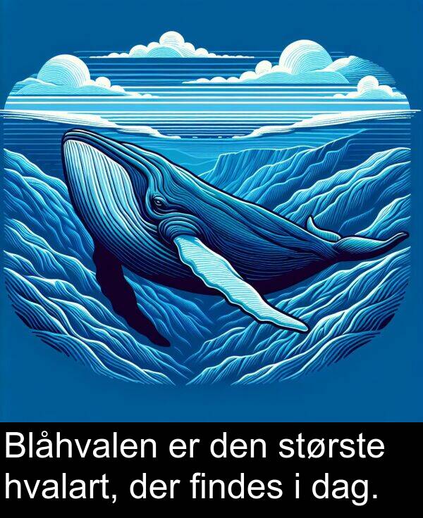 hvalart: Blåhvalen er den største hvalart, der findes i dag.