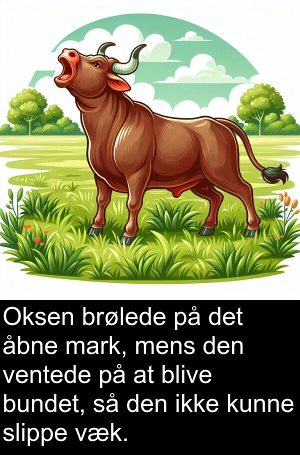 åbne: Oksen brølede på det åbne mark, mens den ventede på at blive bundet, så den ikke kunne slippe væk.