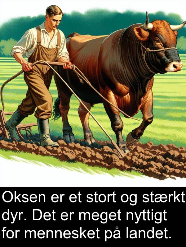 mennesket: Oksen er et stort og stærkt dyr. Det er meget nyttigt for mennesket på landet.