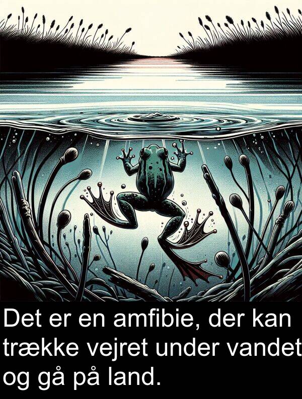 under: Det er en amfibie, der kan trække vejret under vandet og gå på land.