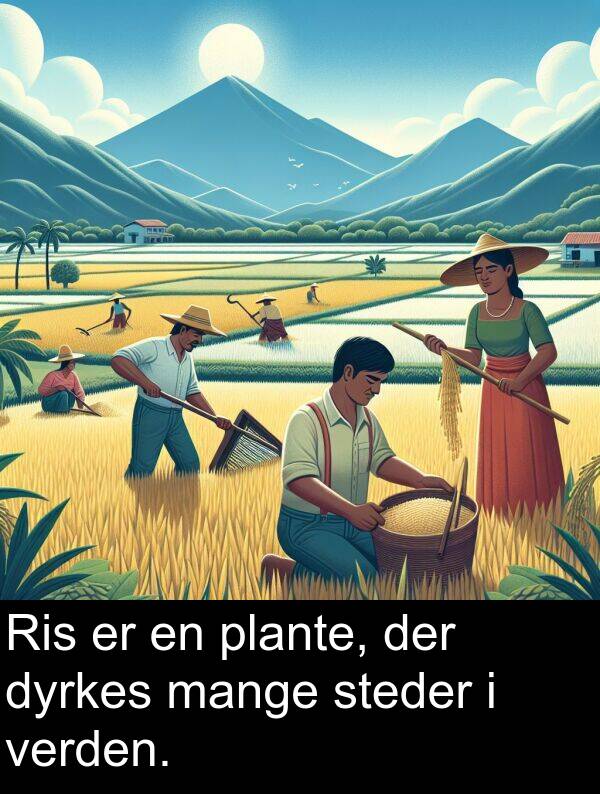 verden: Ris er en plante, der dyrkes mange steder i verden.
