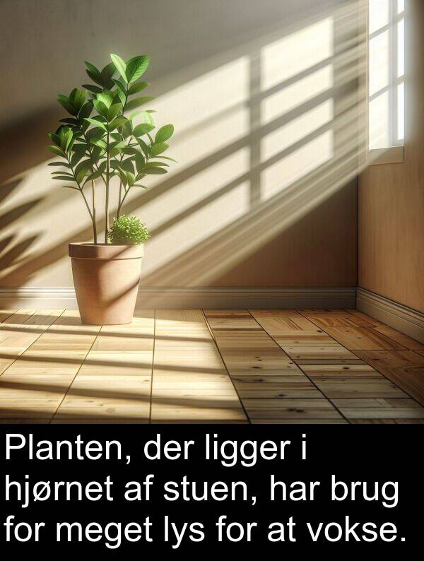 vokse: Planten, der ligger i hjørnet af stuen, har brug for meget lys for at vokse.