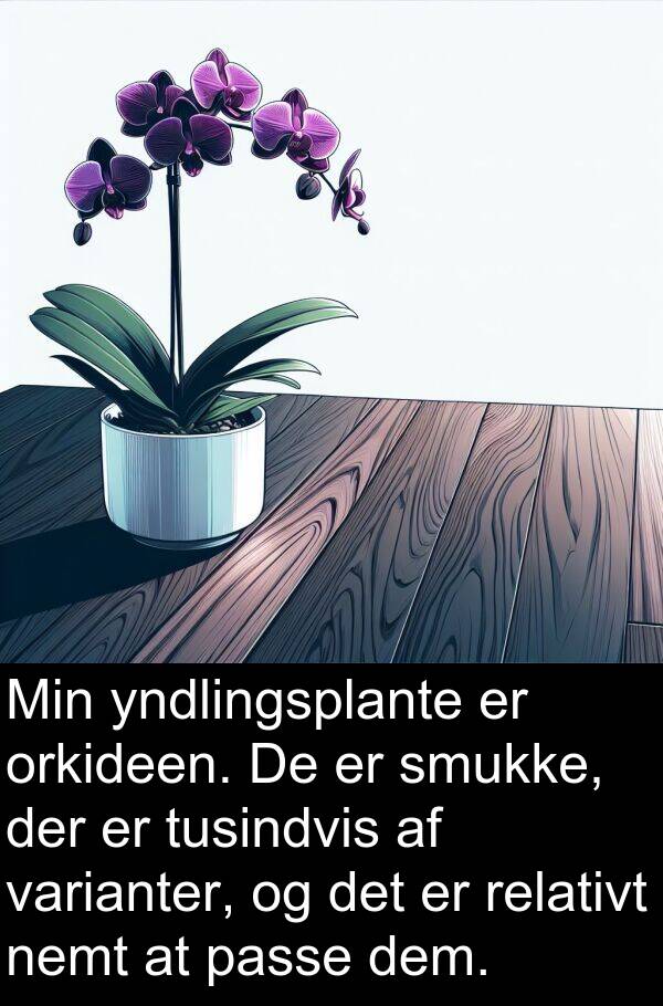 varianter: Min yndlingsplante er orkideen. De er smukke, der er tusindvis af varianter, og det er relativt nemt at passe dem.