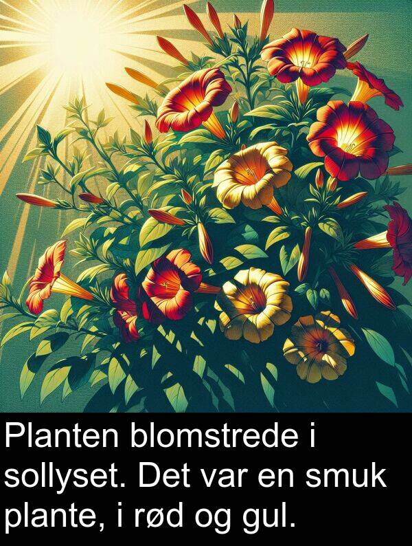 gul: Planten blomstrede i sollyset. Det var en smuk plante, i rød og gul.