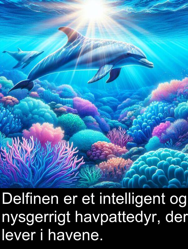 havene: Delfinen er et intelligent og nysgerrigt havpattedyr, der lever i havene.