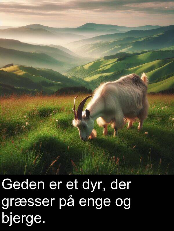 græsser: Geden er et dyr, der græsser på enge og bjerge.