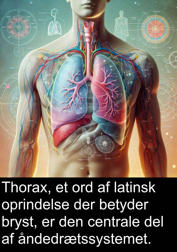 del: Thorax, et ord af latinsk oprindelse der betyder bryst, er den centrale del af åndedrætssystemet.