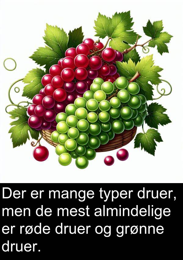 grønne: Der er mange typer druer, men de mest almindelige er røde druer og grønne druer.
