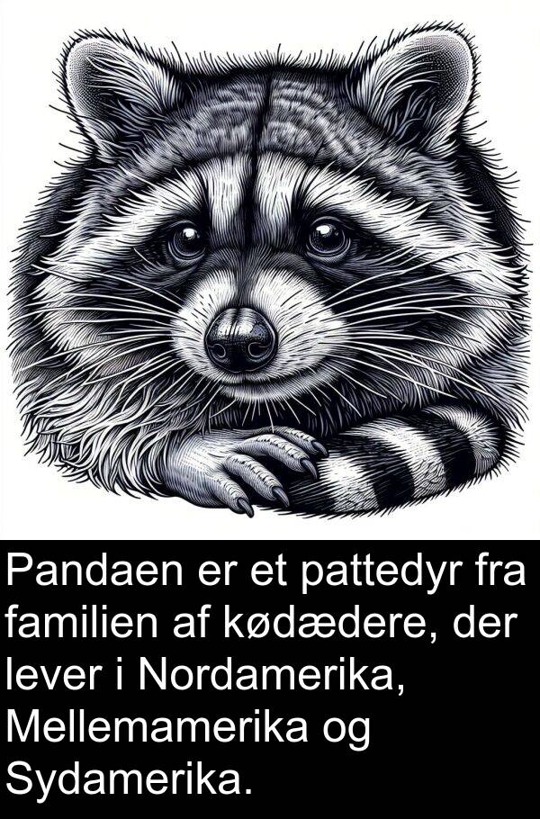 kødædere: Pandaen er et pattedyr fra familien af kødædere, der lever i Nordamerika, Mellemamerika og Sydamerika.