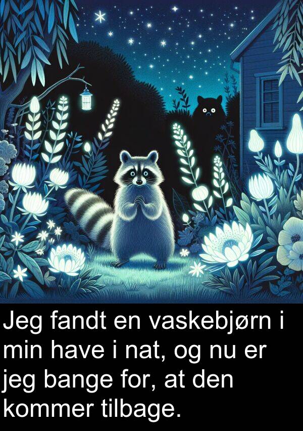 vaskebjørn: Jeg fandt en vaskebjørn i min have i nat, og nu er jeg bange for, at den kommer tilbage.