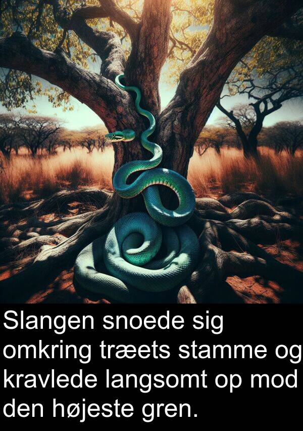 kravlede: Slangen snoede sig omkring træets stamme og kravlede langsomt op mod den højeste gren.