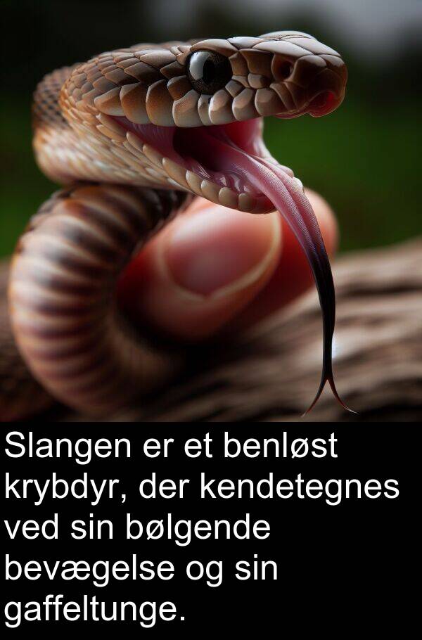kendetegnes: Slangen er et benløst krybdyr, der kendetegnes ved sin bølgende bevægelse og sin gaffeltunge.