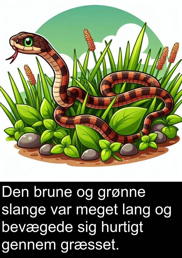 hurtigt: Den brune og grønne slange var meget lang og bevægede sig hurtigt gennem græsset.
