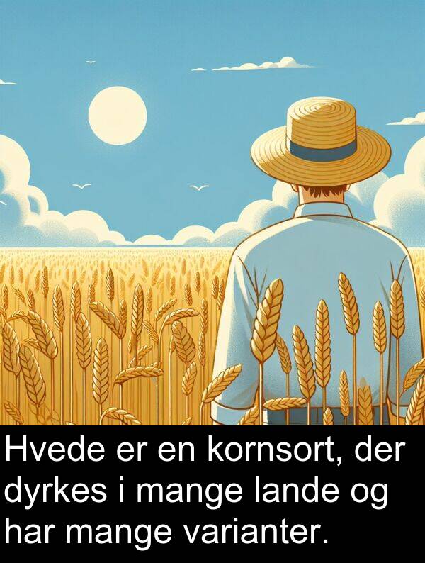 kornsort: Hvede er en kornsort, der dyrkes i mange lande og har mange varianter.