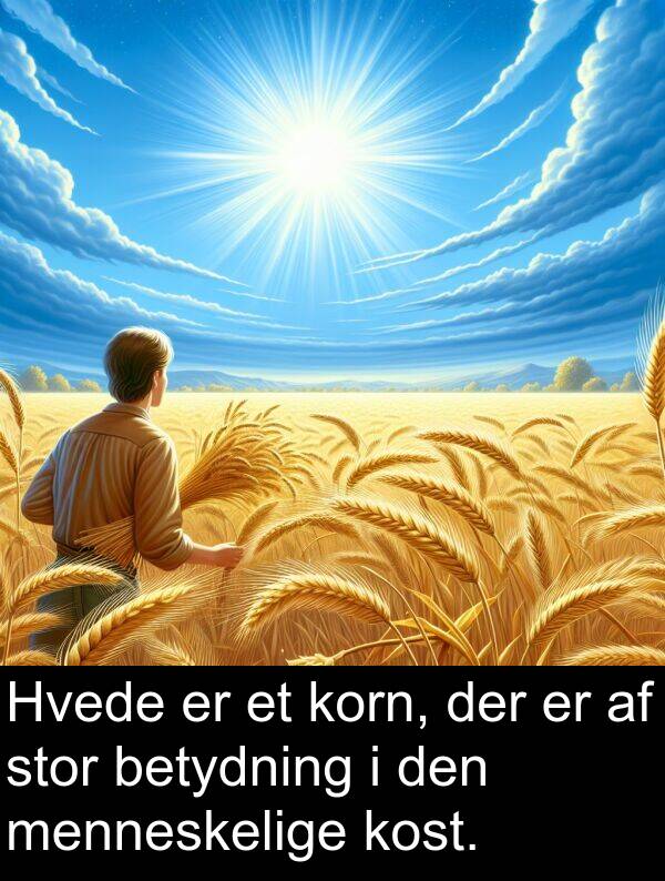 korn: Hvede er et korn, der er af stor betydning i den menneskelige kost.