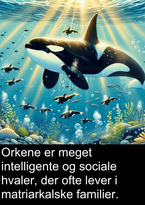 matriarkalske: Orkene er meget intelligente og sociale hvaler, der ofte lever i matriarkalske familier.