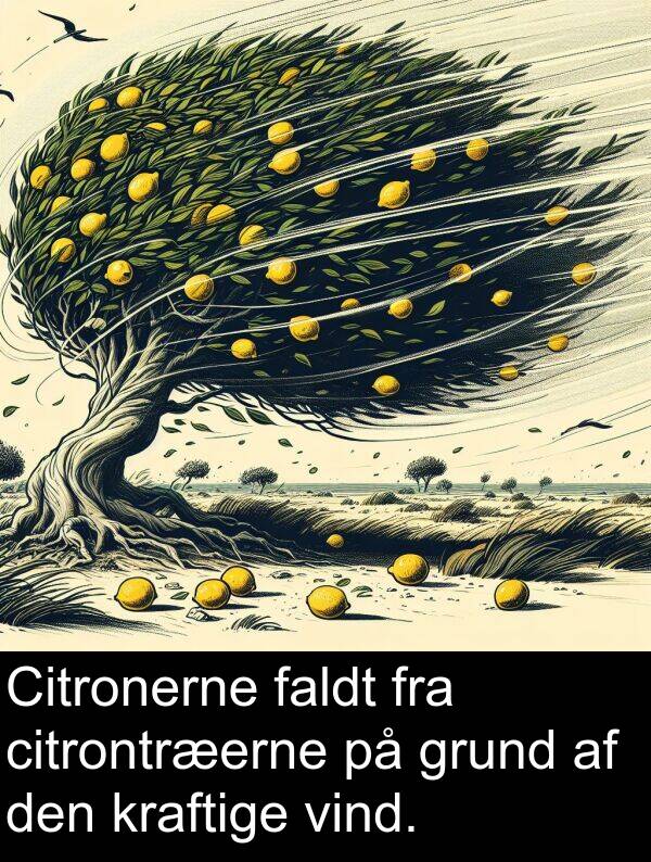 kraftige: Citronerne faldt fra citrontræerne på grund af den kraftige vind.