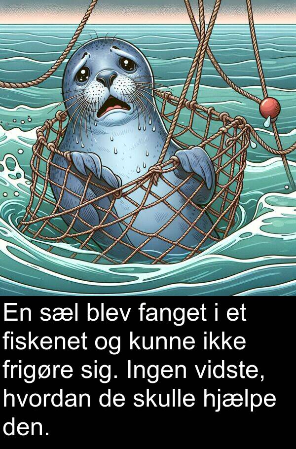 vidste: En sæl blev fanget i et fiskenet og kunne ikke frigøre sig. Ingen vidste, hvordan de skulle hjælpe den.
