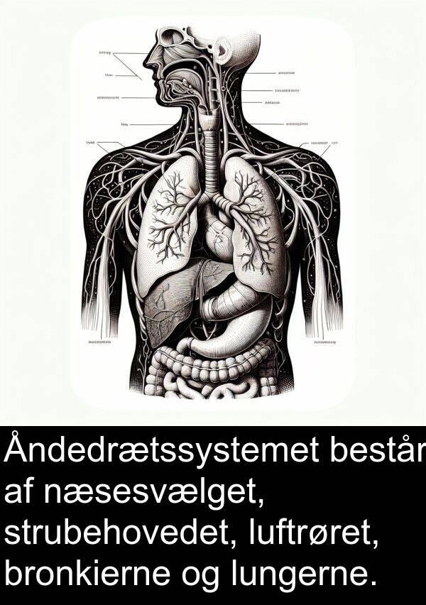 består: Åndedrætssystemet består af næsesvælget, strubehovedet, luftrøret, bronkierne og lungerne.