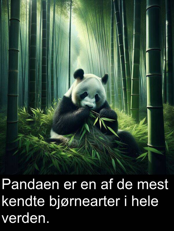 kendte: Pandaen er en af de mest kendte bjørnearter i hele verden.