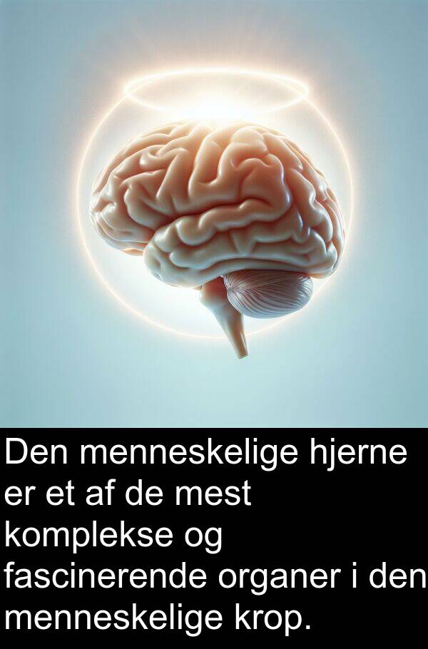 komplekse: Den menneskelige hjerne er et af de mest komplekse og fascinerende organer i den menneskelige krop.