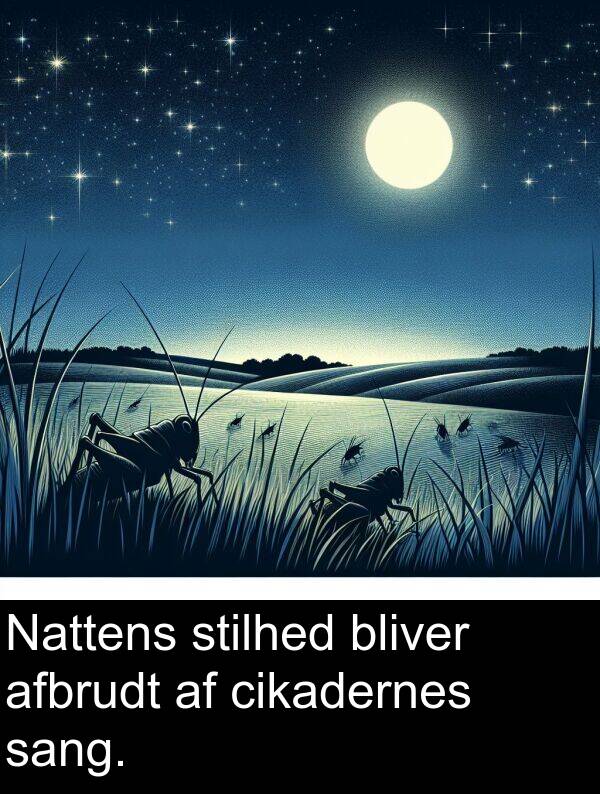 sang: Nattens stilhed bliver afbrudt af cikadernes sang.