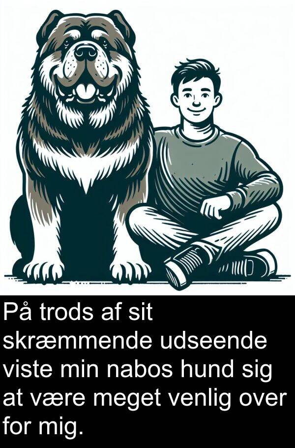 venlig: På trods af sit skræmmende udseende viste min nabos hund sig at være meget venlig over for mig.