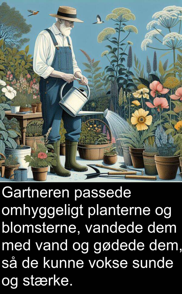 vandede: Gartneren passede omhyggeligt planterne og blomsterne, vandede dem med vand og gødede dem, så de kunne vokse sunde og stærke.