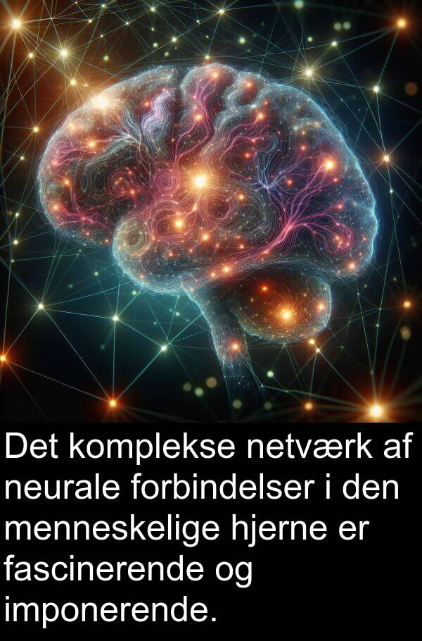 komplekse: Det komplekse netværk af neurale forbindelser i den menneskelige hjerne er fascinerende og imponerende.
