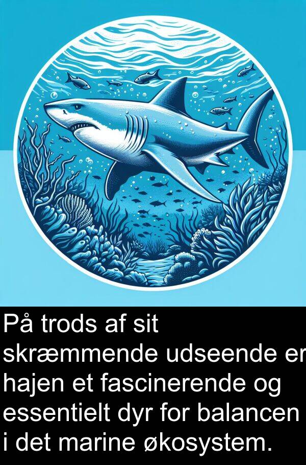økosystem: På trods af sit skræmmende udseende er hajen et fascinerende og essentielt dyr for balancen i det marine økosystem.