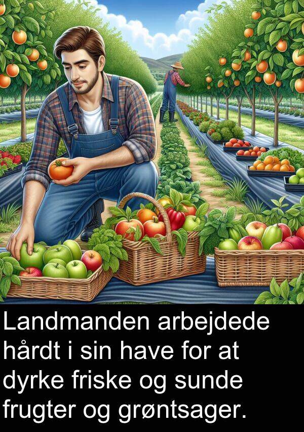 grøntsager: Landmanden arbejdede hårdt i sin have for at dyrke friske og sunde frugter og grøntsager.
