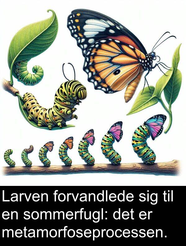 metamorfoseprocessen: Larven forvandlede sig til en sommerfugl: det er metamorfoseprocessen.