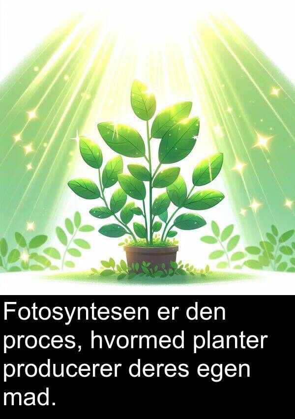 proces: Fotosyntesen er den proces, hvormed planter producerer deres egen mad.