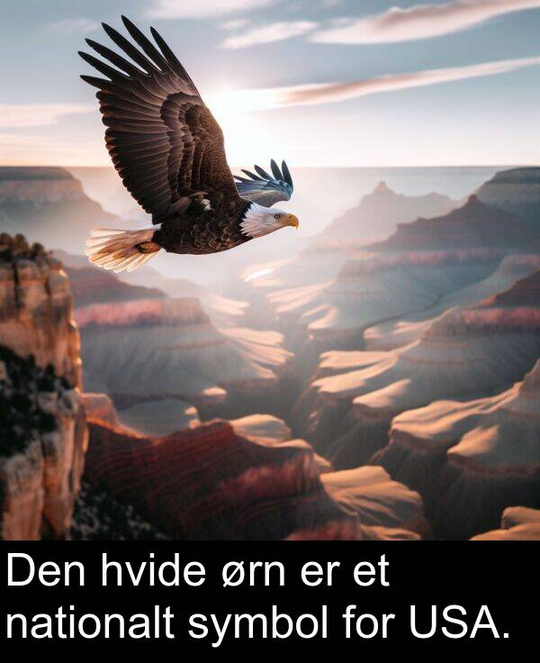 ørn: Den hvide ørn er et nationalt symbol for USA.