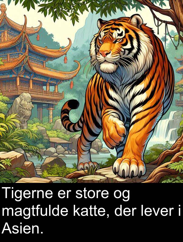 katte: Tigerne er store og magtfulde katte, der lever i Asien.