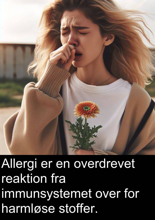 harmløse: Allergi er en overdrevet reaktion fra immunsystemet over for harmløse stoffer.