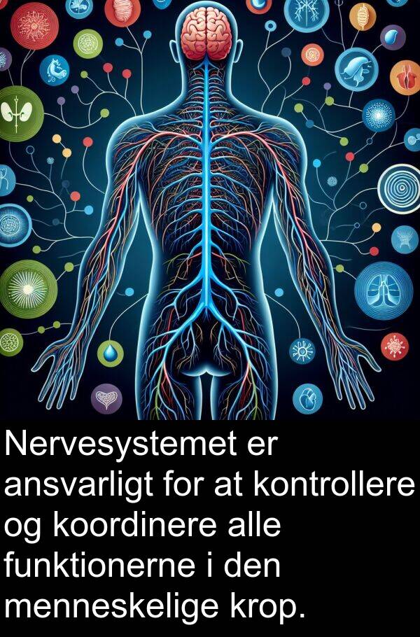 krop: Nervesystemet er ansvarligt for at kontrollere og koordinere alle funktionerne i den menneskelige krop.