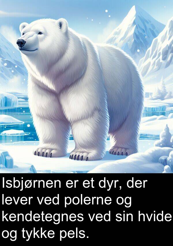 kendetegnes: Isbjørnen er et dyr, der lever ved polerne og kendetegnes ved sin hvide og tykke pels.