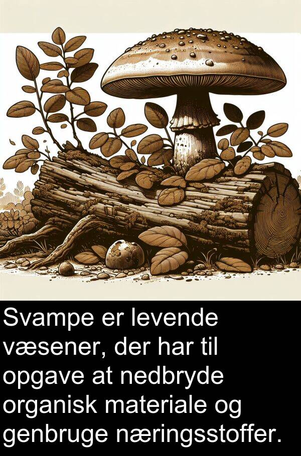 væsener: Svampe er levende væsener, der har til opgave at nedbryde organisk materiale og genbruge næringsstoffer.