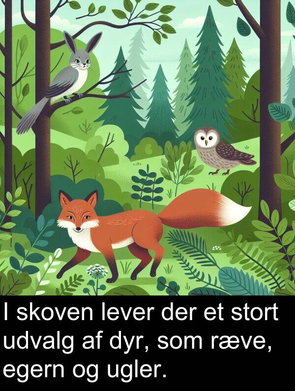 ugler: I skoven lever der et stort udvalg af dyr, som ræve, egern og ugler.