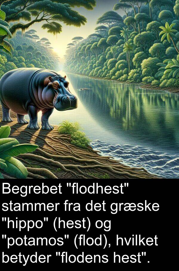 græske: Begrebet "flodhest" stammer fra det græske "hippo" (hest) og "potamos" (flod), hvilket betyder "flodens hest".