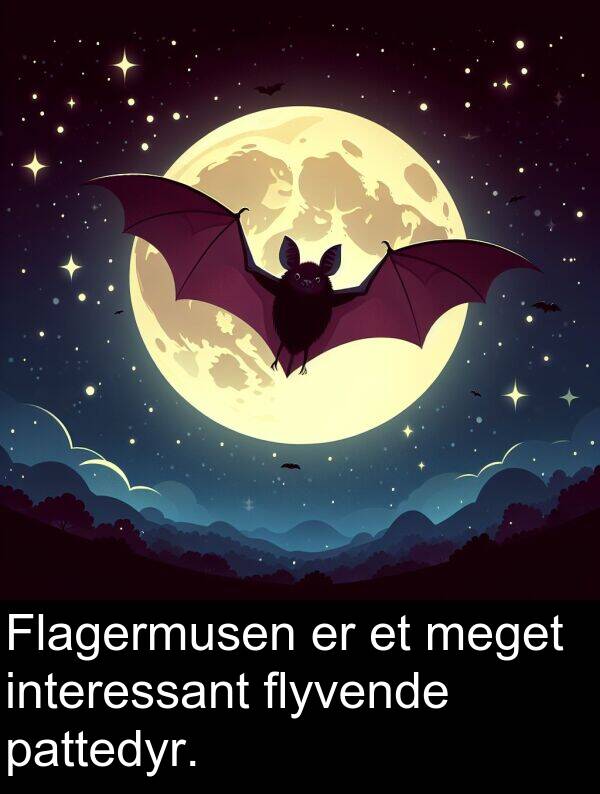 flyvende: Flagermusen er et meget interessant flyvende pattedyr.